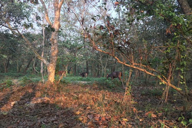 1 Night 2 Days Chitwan Jungle Safari Tour from Kathmandu - What this short Chitwan trip is really offering