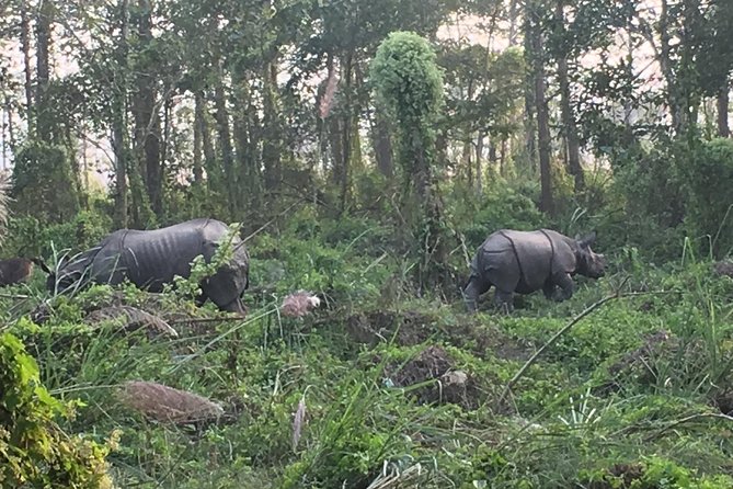 1 Night 2 Days Chitwan Jungle Safari Tour from Kathmandu - Arriving at Chitwan and settling into the resort