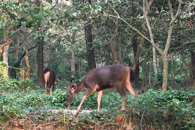 1 Night 2 Days Chitwan Jungle Safari Tour from Kathmandu - Tharu village, elephant stable, and sunset views