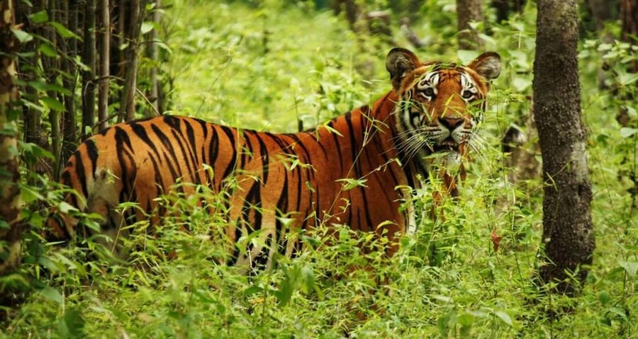 2 Days Chitwan Jungle Safari Tour from Pokhara/Kathmandu - Comfort, meals, and what the $117 includes
