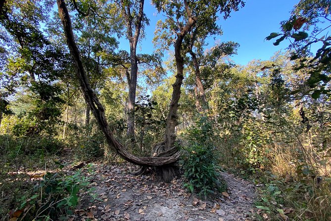2 Hours Nature Walk in Chitwan National Park - The $45 price and what it covers