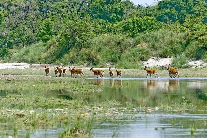 2 Night 3 Day Chitwan Jungle Safari Tour from Pokhara - Why this Chitwan trip works well from Pokhara