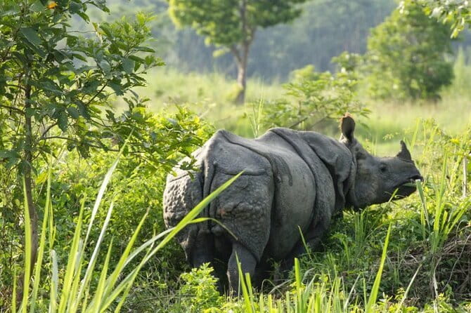2 Night 3 Day Chitwan Jungle Safari Tour from Pokhara - Small practical points that matter
