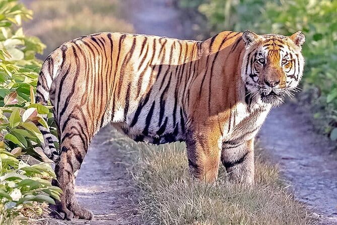 2 Nights 3 Days Chitwan National Park Package with Jeep Safari - Guides, private groups, and the human side of the trip