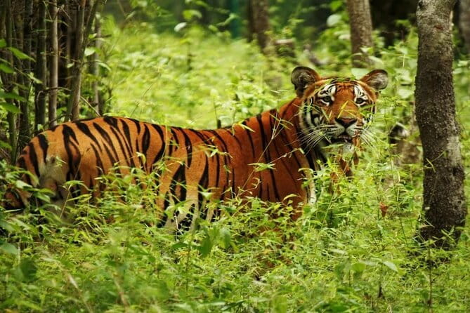 2 Nights 3 Days Chitwan National Park Package with Jeep Safari - Who will get the most from this package