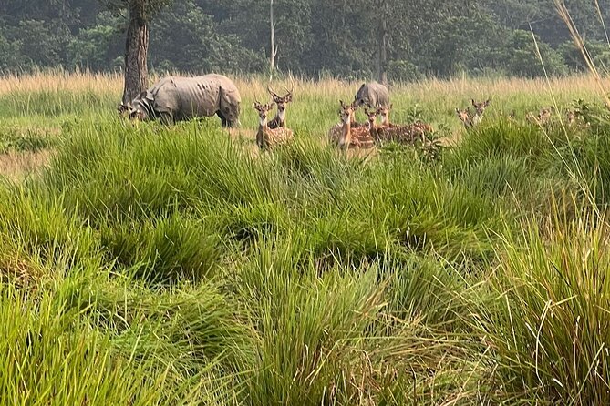 2Night 3Day Chitwan Jungle Tower Night Stay and CNP Nepal Safari - The jungle walk: slow steps and real anticipation