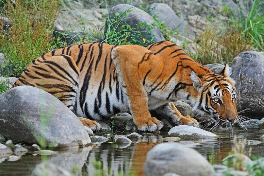 3-Day Chitwan Jungle Safari Adventure From Kathmandu/Pokhara - FAQ