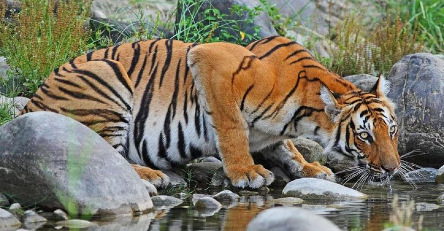 3-Day Chitwan Jungle Safari Adventure From Kathmandu/Pokhara - The Long Road to Sauraha