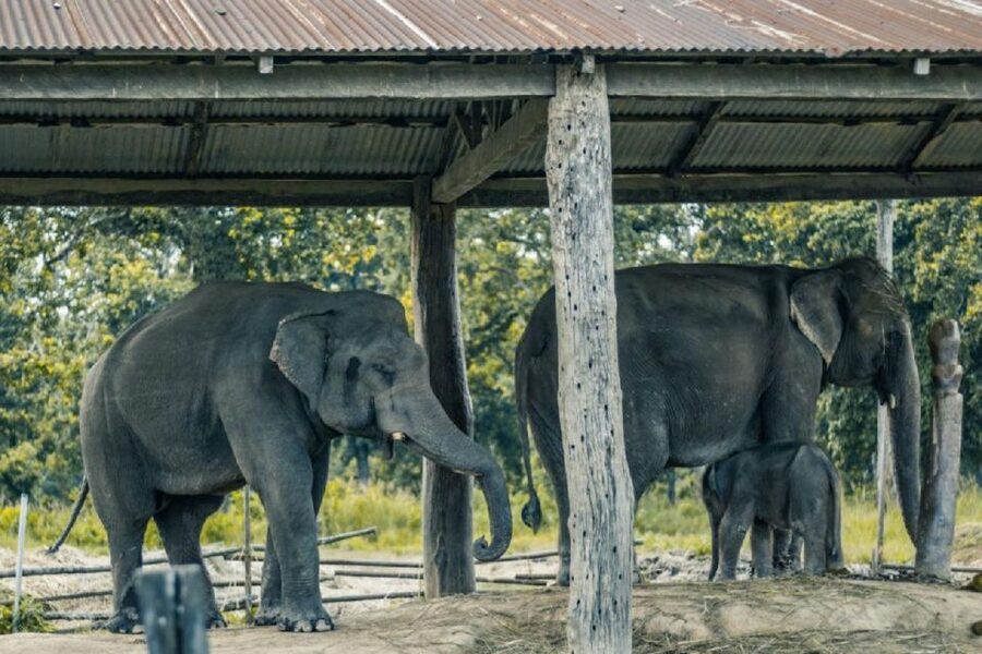 3-Day Chitwan Jungle Safari Adventure From Kathmandu/Pokhara - Should You Book the 3-Day Chitwan Safari?