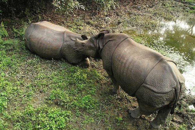3-Day Chitwan Jungle Safari Tour from Kathmandu - Jeep safari, nature trails, and the search for rhinos
