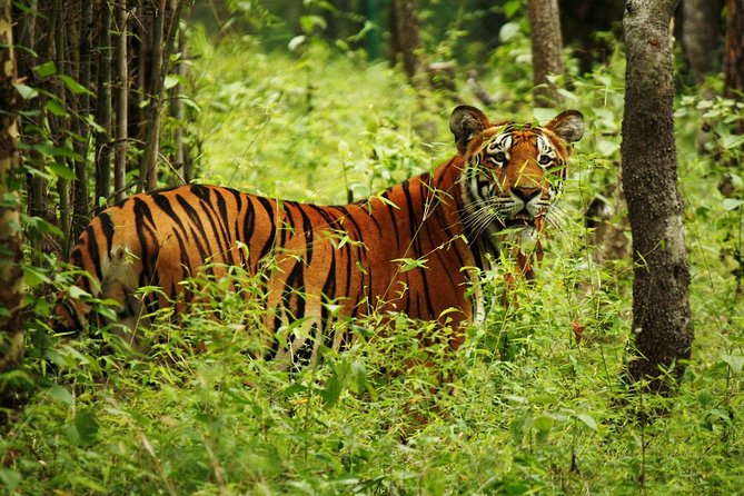 3-Day Chitwan Jungle Safari Tour from Kathmandu - What the $392 package really covers