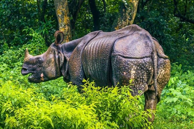 3 Day Chitwan National Park, Jungle Safari Package all Inclusive - Wildlife Expectations and Conservation Value