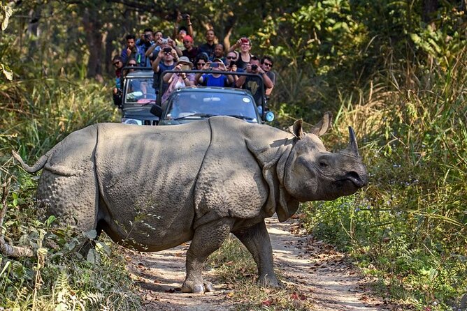 3-Day Chitwan National Park Jungle Safari Tour Package with Pick Up - Day two: the Rapti River and an early jungle schedule