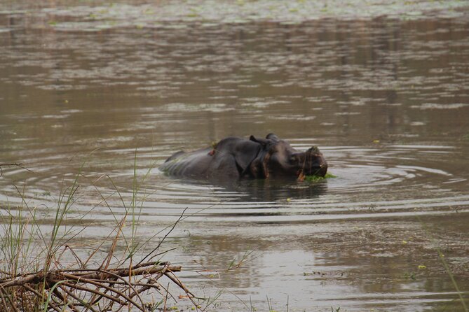 3-Day Chitwan National Park Jungle Safari Tour Package with Pick Up - Wildlife: what you may see in Chitwan