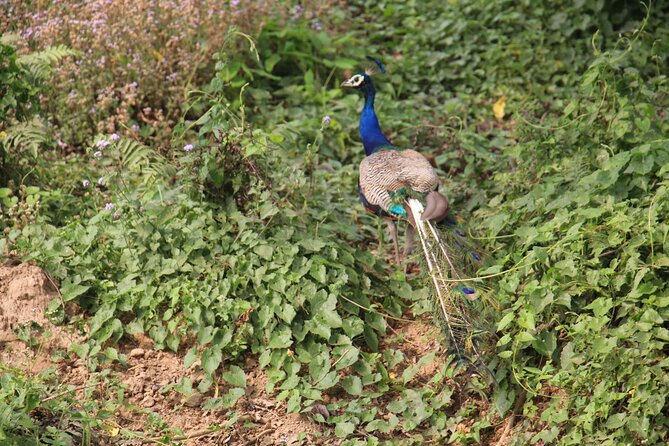 3-Day Chitwan National Park Jungle Safari Tour Package with Pick Up - How the group format affects your experience