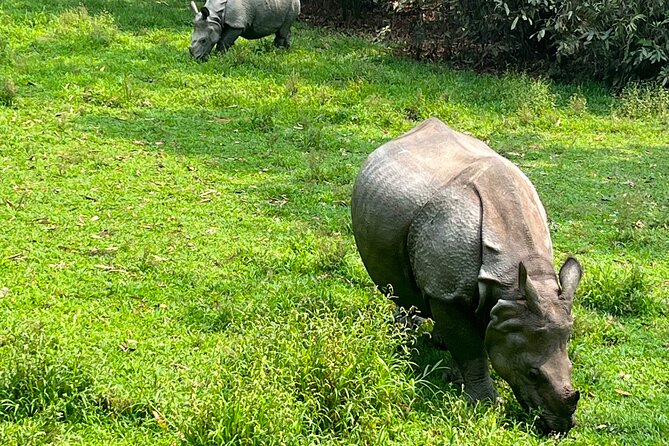 3-Day Guided Safari Tour in Chitwan National Park in Nepal - A first look at wildlife by jeep