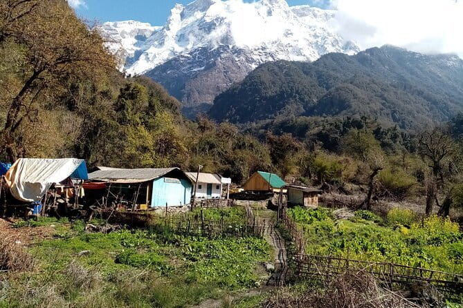 3 Day Kapuche Glacier Lake Trek with Siklesh from Pokhara - Day Two: Forests, Bridges, Rivers, And Kapuche