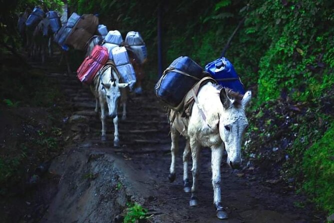 3 Days 2 Nights Poon Hill Trekking - Day three: from Ghandruk to Nayapul