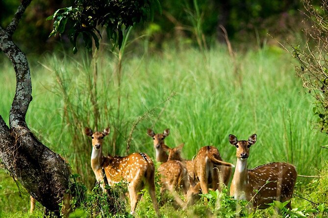 3 Days and 2 Nights Chitwan National Park Safari Tour in Pokhara - Key points to know before booking