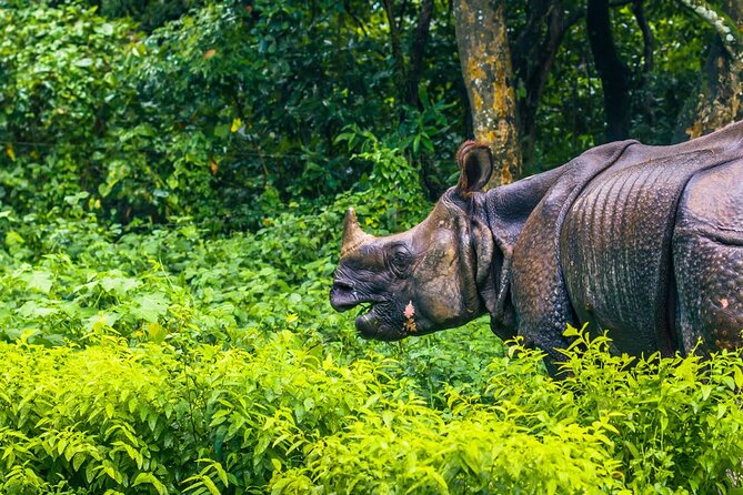3 Days and 2 Nights Chitwan National Park Safari Tour in Pokhara - Leaving Pokhara for Chitwan