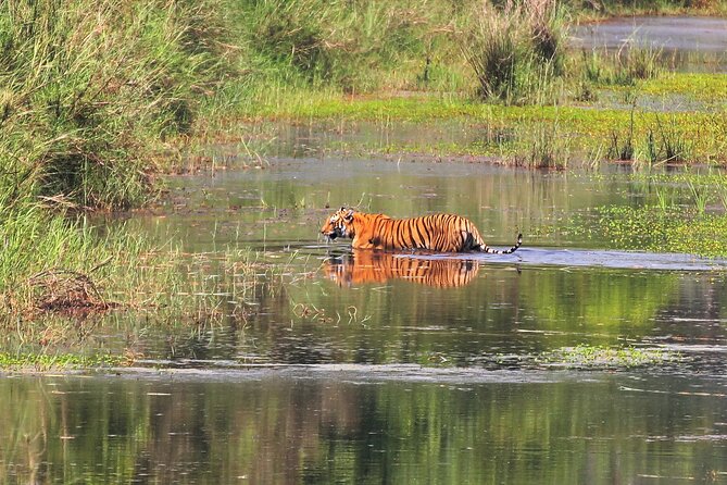 3 Days and 2 Nights Chitwan National Park Safari Tour in Pokhara - The cultural and wildlife balance