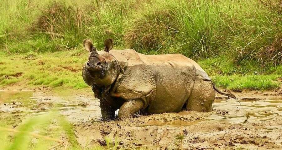 3 Days Chitwan Jungle Tour with Meals - Kathmandu & Pokhara - Arrival in Chitwan and settling into the hotel