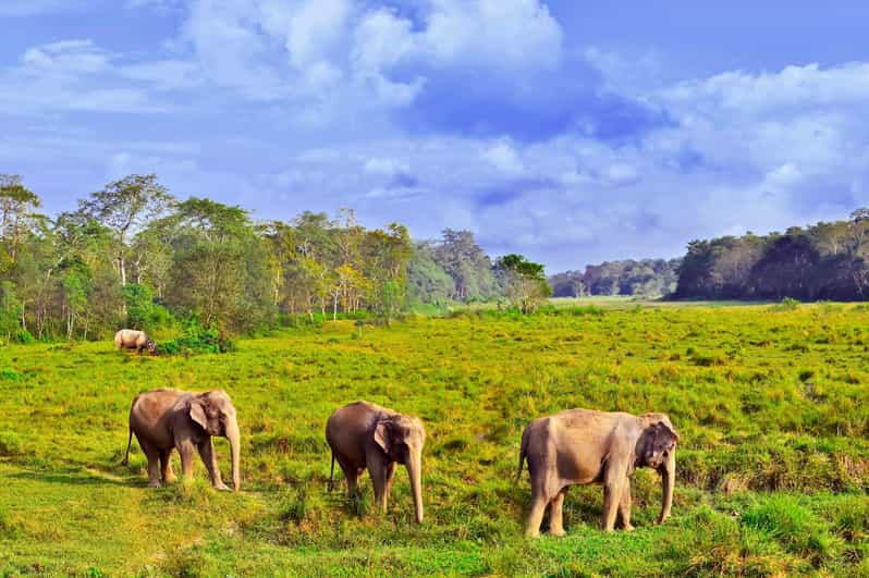 3 Days Chitwan Jungle Tour with Meals - Kathmandu & Pokhara - Jeep safari: the main wildlife outing