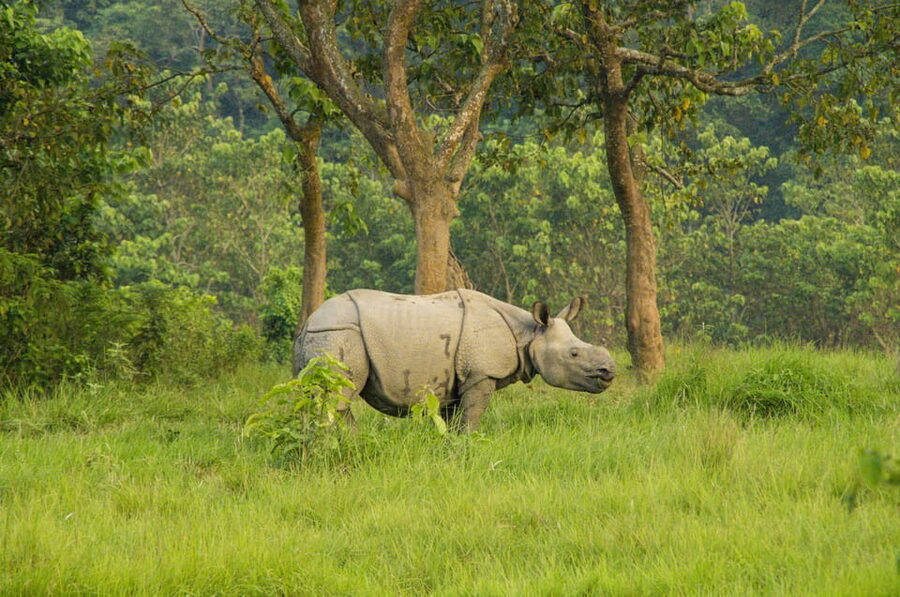 3 Days Chitwan Jungle Tour with Meals - Kathmandu & Pokhara - Nature walk, sunset, and the human side of the park