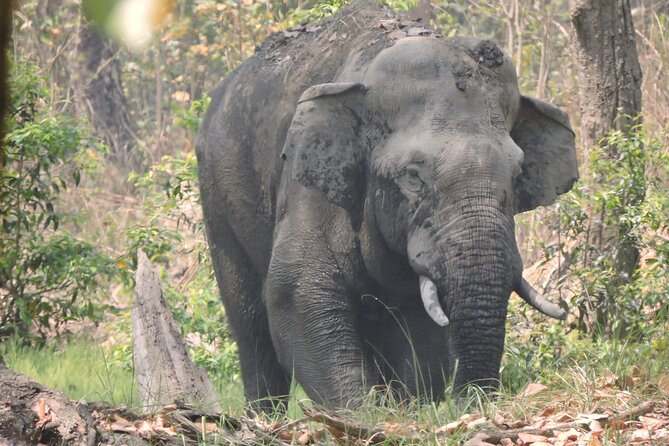 3 Nights 4 Days Bardia Tiger Tracking Tour | Bardia Jungle Safari - Why Bardia suits a patient wildlife watcher