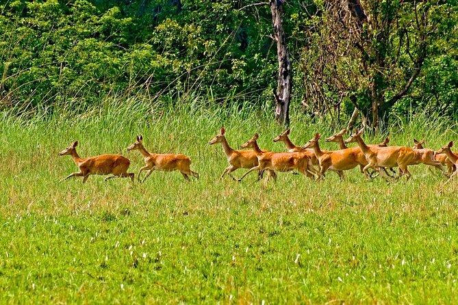 3 Nights 4 Days Chitwan National Park with Tower Night Stay - What the $424 price really covers