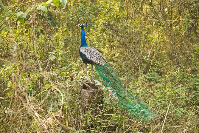 3 Nights 4 Days Chitwan National Park with Tower Night Stay - Day 2: Canoeing, crocodiles, and the walk into the forest