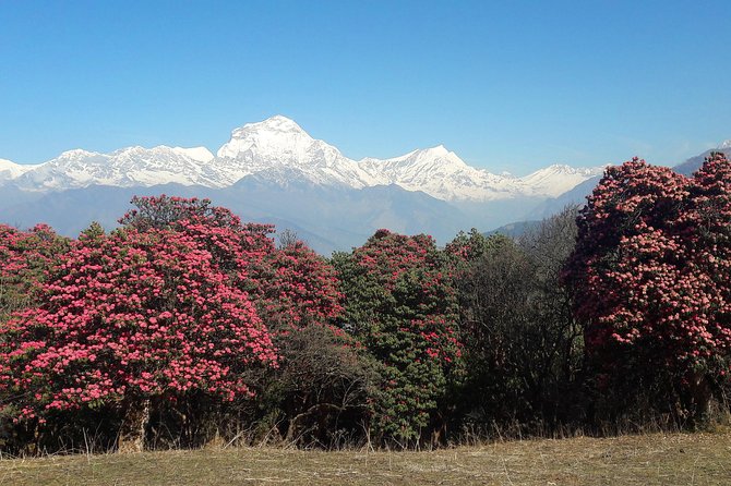 4-Day Private Poon Hill Trekking Tour - Key points at a glance