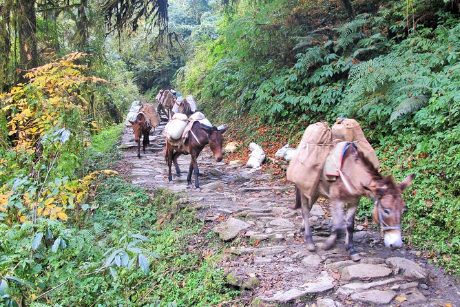 4-Day Private Poon Hill Trekking Tour - Day four: A final mountain morning and the return to Pokhara