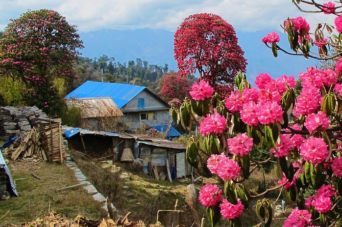 4-Day Private Poon Hill Trekking Tour - The guide makes the difference