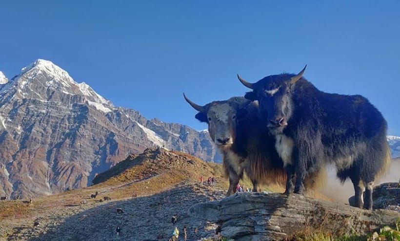 4 Days Pikey Peak Trek : The Best View of Mt Everest - Day Four: Back to Dhap and Kathmandu