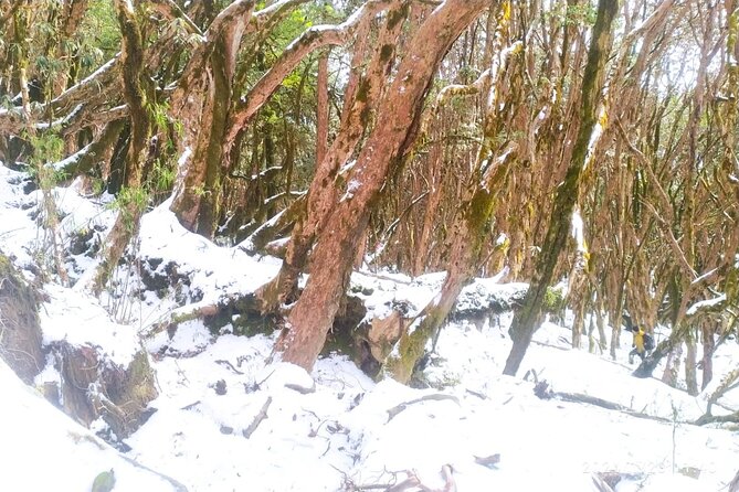 5 Day Mardi Himal Base Camp Trek in Pokhara - Day one: Kande to Pitam Deurali and the first forest trails