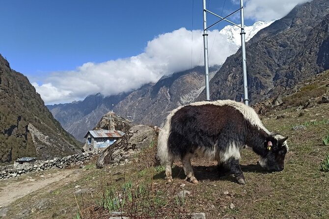 7 Days Langtang Valley Trek from Kathmandu - Why Langtang works well from Kathmandu