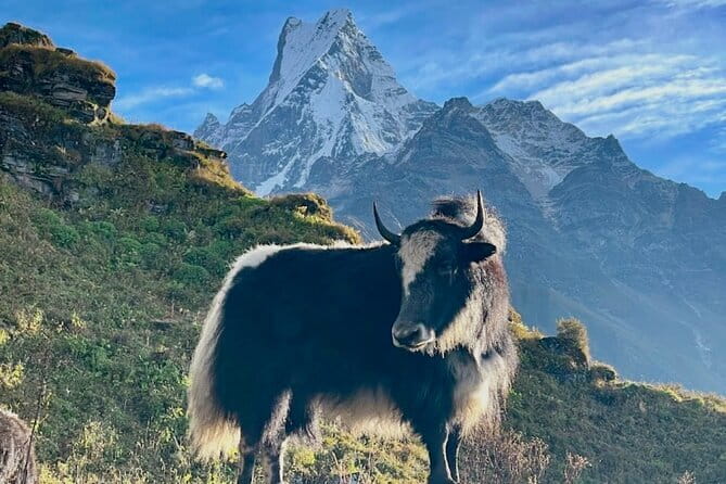 7 Days Mardi Himal Trek - Why the Mardi Himal route works in seven days