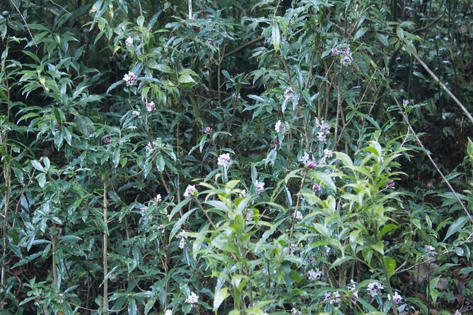7 Days Tour on Poon Hill Trek and Chitwan Jungle Safari - Day 4: Ghandruk and the return to Pokhara