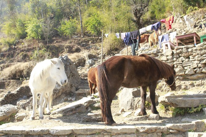 7 Days Tour on Poon Hill Trek and Chitwan Jungle Safari - Day 1: From Pokhara to Ulleri through Birethanti