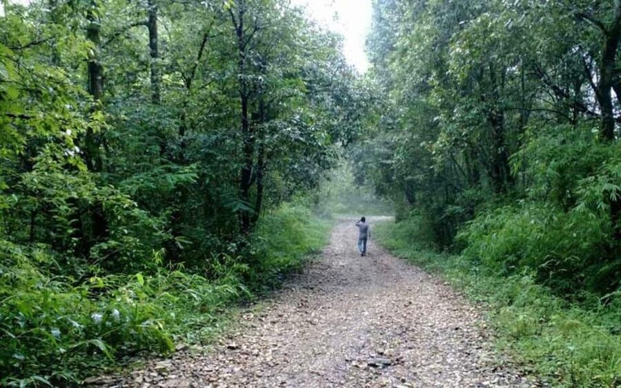 A day hiking from Kathmandu: Phulchowki Hill - Forest trails, birds, butterflies, and changing plant life