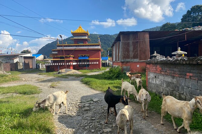 Afternoon Tibetan Cultural Tour to Tibetan Settlements Pokhara - Prayer sounds at Jangchub Choeling Tibetan Monastery