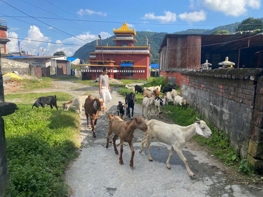 Afternoon Tibetan cultural tour - First stop: Pema Ts’al Sakya Monastic Institute