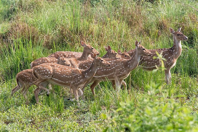 All Nepal Tour - Day 5: Canoeing and wildlife along the Rapti River