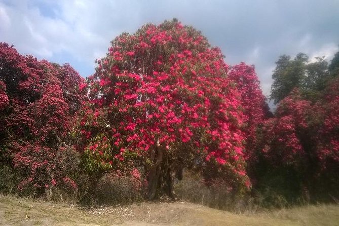 Annapurna Base Camp Trek - 11 Days - Day 6: Forest trails toward the higher valley