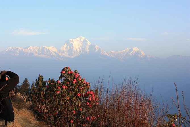 Annapurna Poon Hill Trekking - 4 Days from Pokhara - Day Two: Rhododendron Forests and Tadapani
