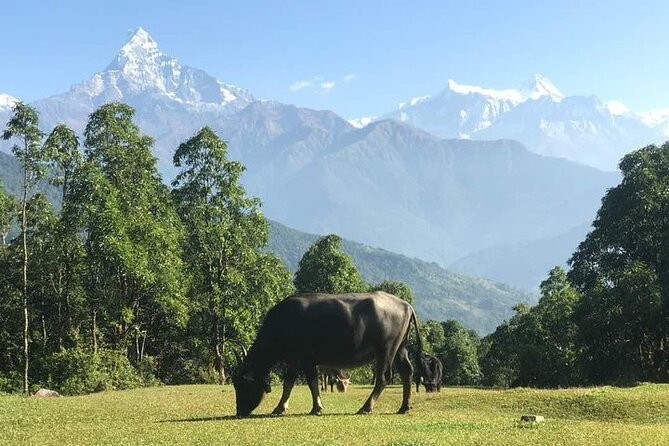 Australian Camp Trek - A beautiful short day hike from Pokhara - Why this short hike works from Pokhara