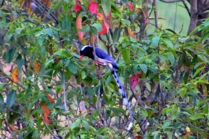 Changunarayan Hill to Telkot Hike Near Kathmandu Day Tour - The three-hour route to Telkot