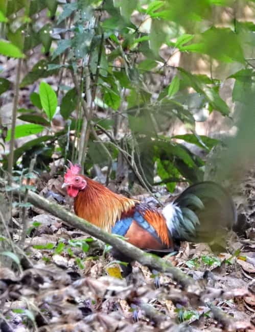Chitwan: 2 Full day jungle walk with Canoeing all inclusive - Key points before you book