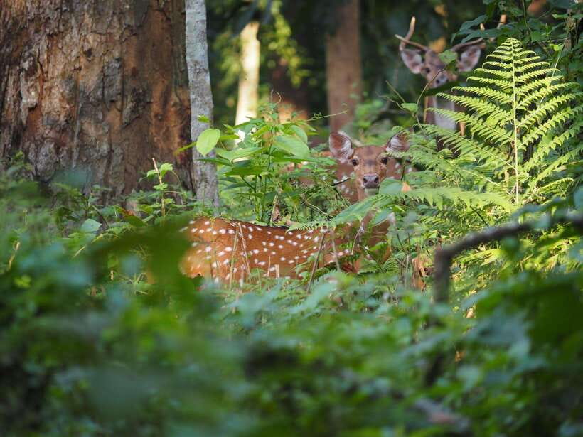 Chitwan: 2 Full day jungle walk with Canoeing all inclusive - Tracking animals instead of chasing them
